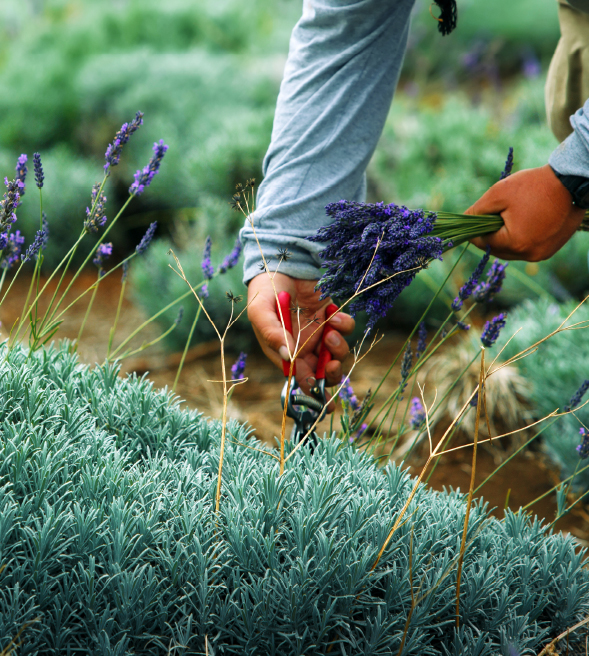 Orphea_unastoriaalnaturale_timeline_1920_1