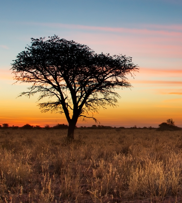 Orphea_unastoriaalnaturale_timeline_1960