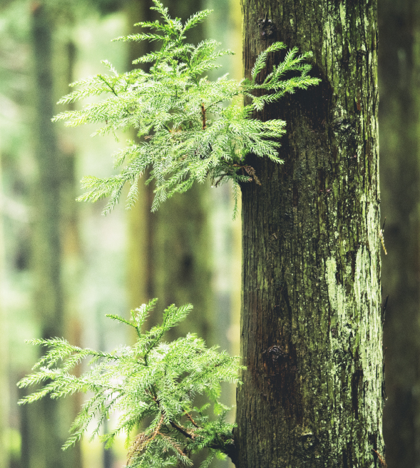 Orphea_unastoriaalnaturale_timeline_2004