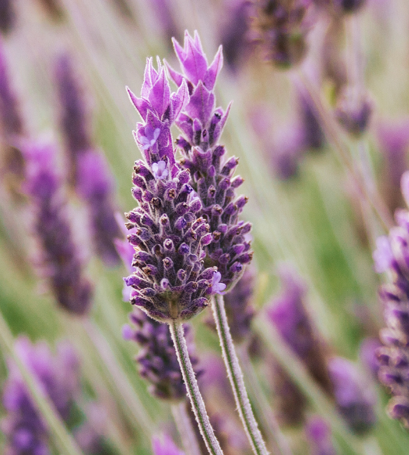 Orphea_unastoriaalnaturale_timeline_2009