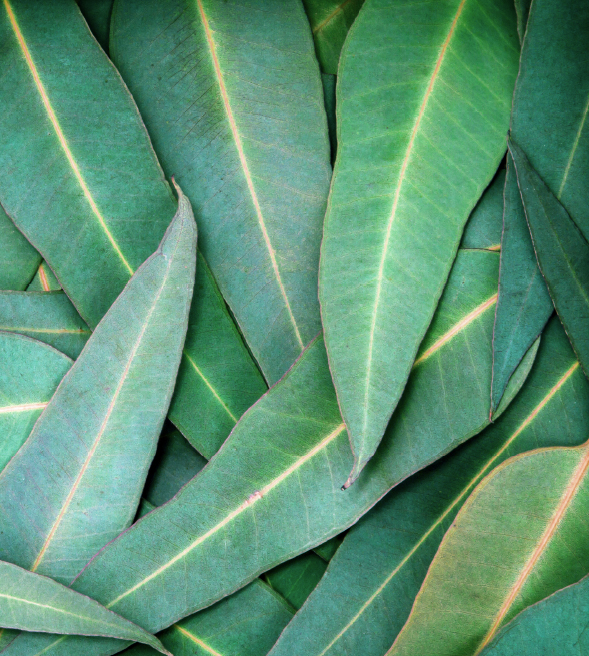 Orphea_unastoriaalnaturale_timeline_2010